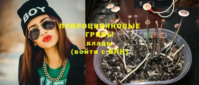 где купить наркоту  Козьмодемьянск  Галлюциногенные грибы Psilocybe 